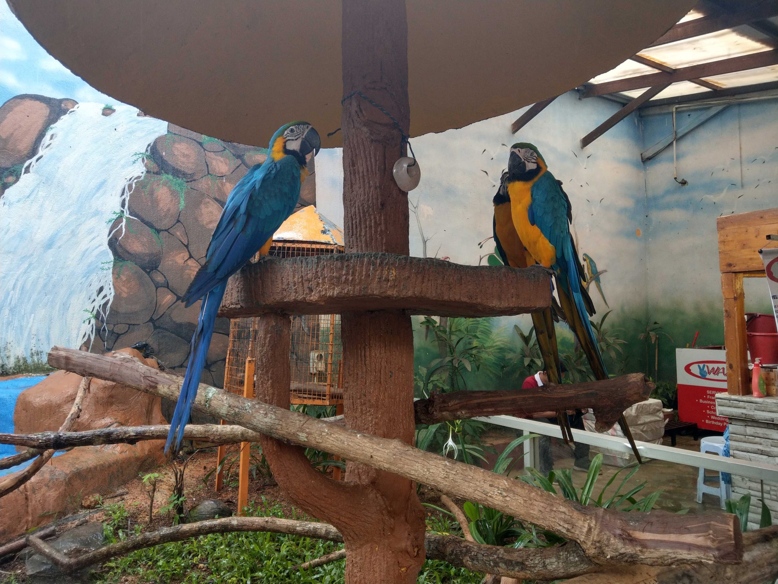 Langkawi Wildlife Park scaled - حديقة الطيور في لنكاوي